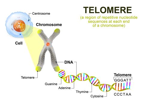 prevention of telomere shortening