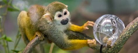 Squirrel Monkey | Reid Park Zoo