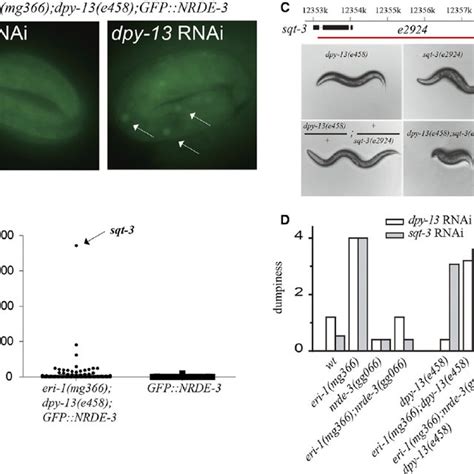 Off-target silencing occurs in enhanced RNAi animals. (A) Gene... | Download Scientific Diagram