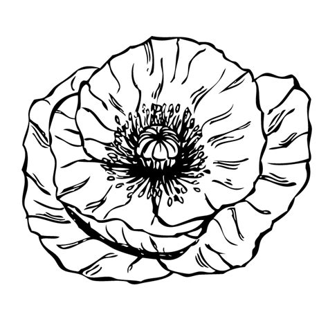 black and white poppy clipart 10 free Cliparts | Download images on ...