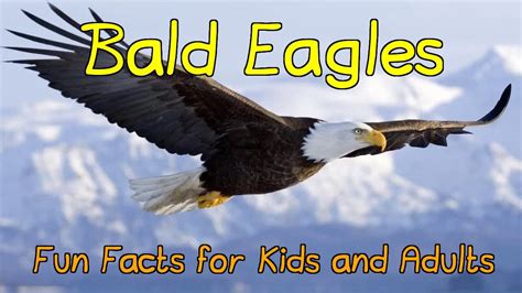 Bald Eagle Interesting Facts