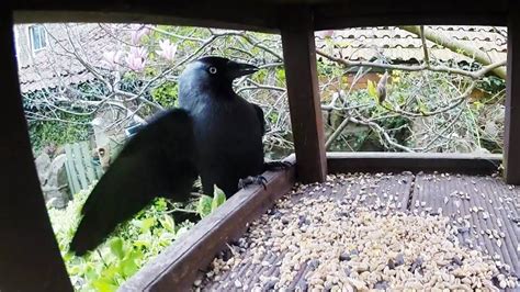 Birds Eating Seed - YouTube