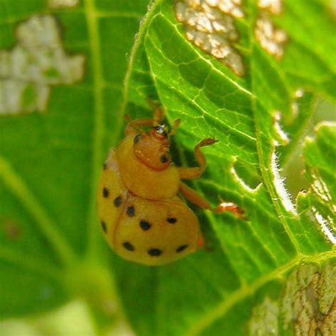 How to Get Rid of Mexican Bean Beetles | Planet Natural