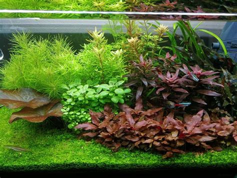 Aquascaping www.pinterest.es/acuario3web/ twitter.com/acuario3web (@acuario3web) Planted ...