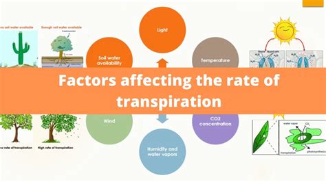 Factors affecting the rate of transpiration | Biology - YouTube