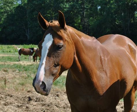 Horse Breeds | Gaston Farm Equestrian Center