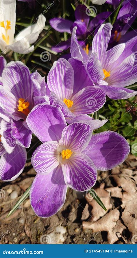 Colorful Spring Flowers - Springtime Details of the Botanical Garden in ...