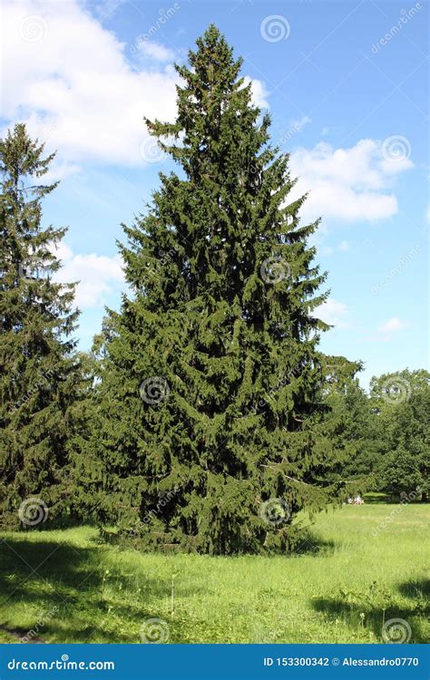 Albero di abete fotografia stock. Immagine di estate - 153300342