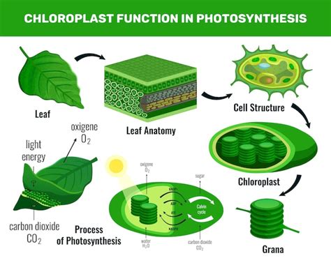 Chloroplast converting light energy into sugar for green plant cells food photosynthesis ...