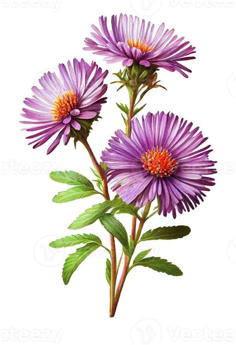 Purple aster flower drawing isolated on white background. Watercolor ...