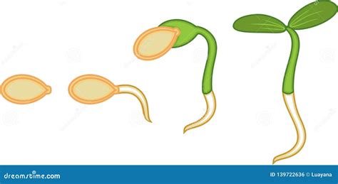 Sequential Stages of Pumpkin Seed Germination Stock Vector - Illustration of sprouting, growth ...