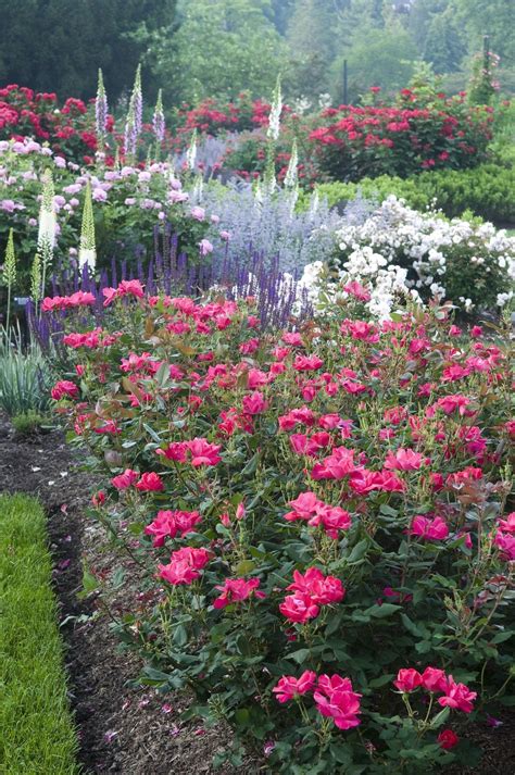 How to Plant Beautiful Garden Borders | Garten planen, Garten, Stauden