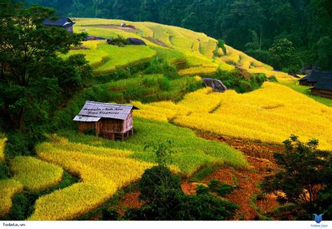 Hình Ảnh Hoàng Su Phì Hà Giang