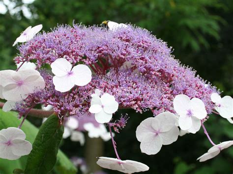 Hydrangea Aspera Macrophylla