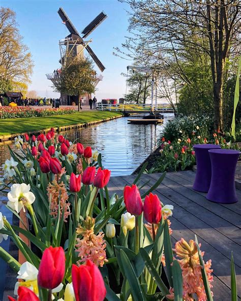 Keukenhof Tulip Gardens, Netherlands (Photo : @angelacanbaz) : r/Pictures