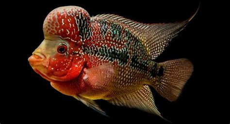 Flowerhorn Fish – Is the Flowerhorn Cichlid Your New Fishy Friend?