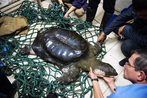 Chasing the World’s Most Endangered Turtle | The New Yorker