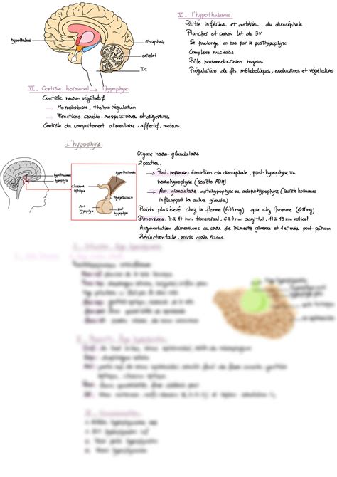 SOLUTION: Anatomie du prosencéphale - Le prosencéphale - Prosencephalon anatomy - le système ...