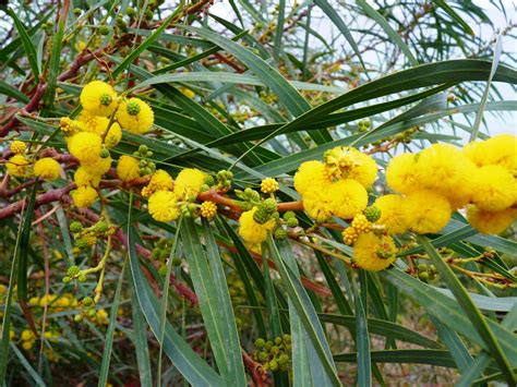 acacia saligna (Golden Wreath Wattle) – Westgrow Farm Trees