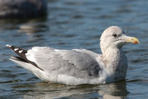 Iceland Gull | Audubon Field Guide