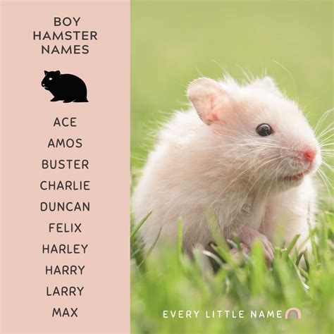 240+ Best Hamster Names (Cute, Funny, and Quirky) - Every Little Name