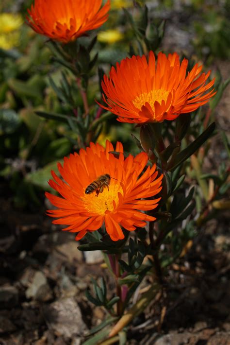 (Webinar) Aizoaceae - The Ruth Bancroft Garden & Nursery