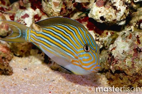 Acanthurus Lineatus - Masterfisch spécialiste marin