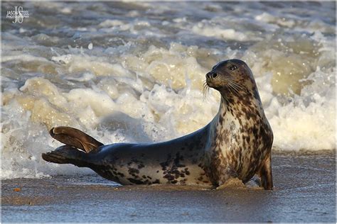 Seals in the UK