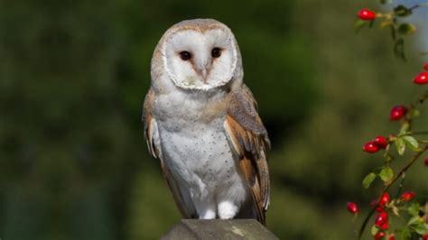 14 Owls In Texas (Species Identification, Facts & Pictures)