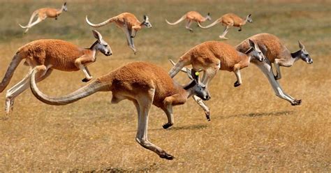 Top 102 + Australian animals kangaroo facts - Lestwinsonline.com