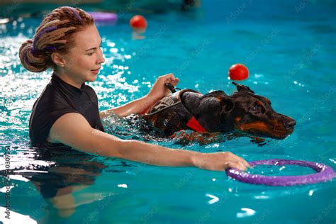 Dog in life jacket swim in the swimming pool with coach. Pet rehabilitation. Recovery training ...