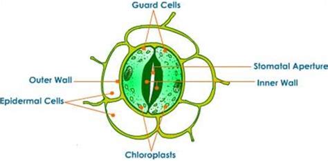 Draw a labelled diagram of stomata. List two functions of stomata.