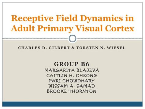 PPT - Receptive Field Dynamics in Adult Primary Visual Cortex ...