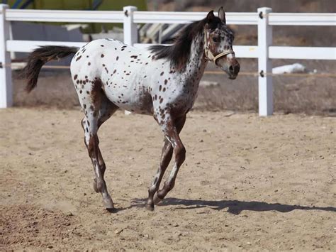 What’s In A Spot: Appaloosa Coat Genetics – iHeartHorses.com