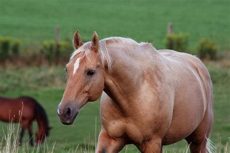 Obesity in Horses - Symptoms, Causes, Diagnosis, Treatment, Recovery ...