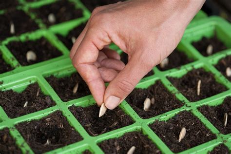 20 Must-Have Seeds To Store For A Crisis - Off The Grid News