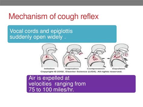 Mechanism of cough and sneeze reflex