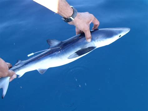 Blue shark (Prionace glauca) - MarLIN - The Marine Life Information Network