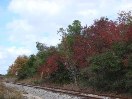 Earth Shattering Gardening: Florida Fall Foliage