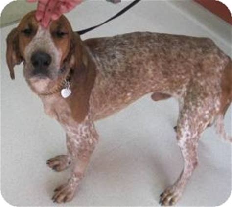 Roy | Adopted Dog | Stewart, TN | English (Redtick) Coonhound Mix