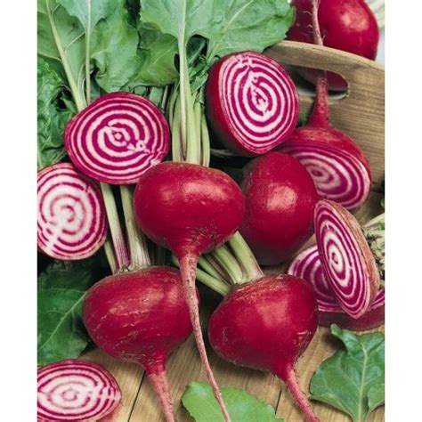 Organic Chioggia Beetroot - per kilo | Kings Eat Organics