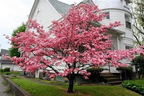 Dwarf Pink Flowering Dogwood Tree Pink Dogwood Tree, Pink Trees, Landscape Trees, Landscape ...