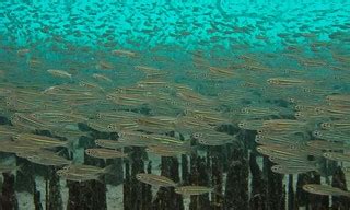 Old World Silversides (Atherinidae) school in mangrove roo… | Flickr