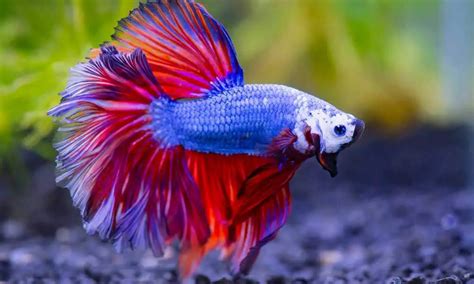 How Long Do Betta Fish Live For And How To Extend Betta Lifespan?