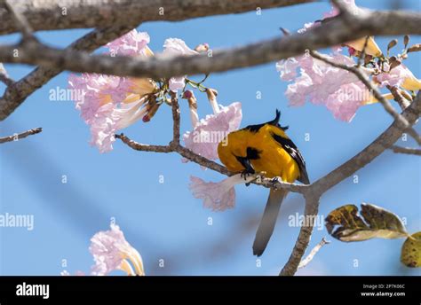 Altamira Oriole (Icterus gularis) feeding on flowers in Tabasco state ...