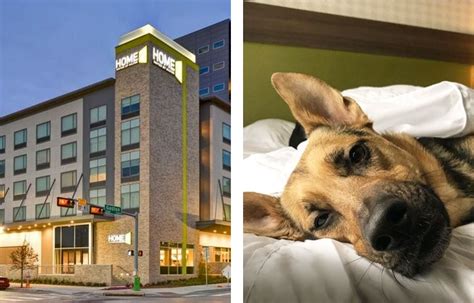 Top 8 Pet Friendly Hotels in Dallas, TX - The Vets