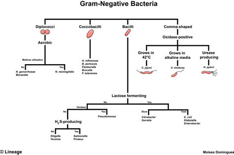 Gram-Negative Bacteria - Microbiology - Medbullets Step 1