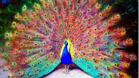 The Most Beautiful Peacocks In The World. | Videos | FLYING ANIMALS | Gan Jing World ...