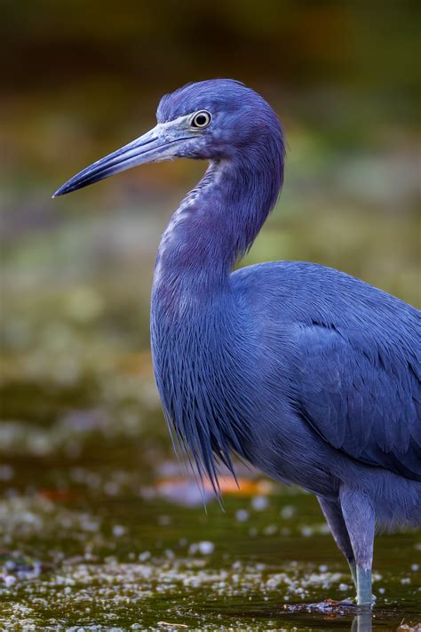 Little Blue Heron Closeup Fine Art Photo Print For Sale | Photos by ...