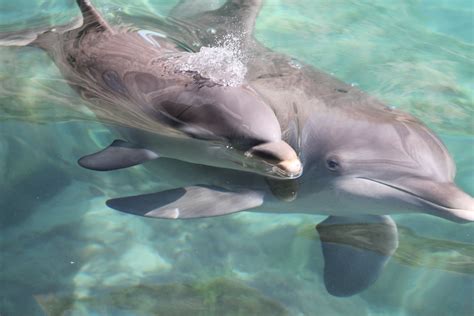 The baby dolphin was so cute | Baby dolphins, Dolphins, Cute